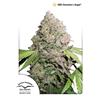 DUTCH PASSION - CBD CHARLOTTE'S ANGEL FEM - 5 SEMI