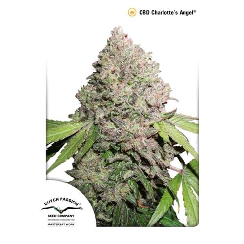 DUTCH PASSION - CBD CHARLOTTE'S ANGEL FEM - 3 SEMI