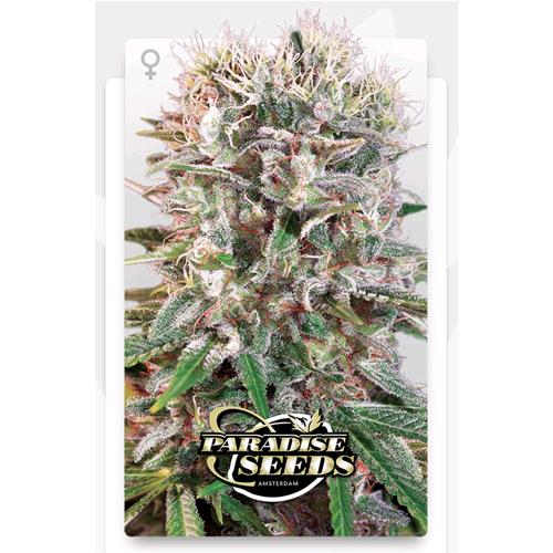 PARADISE SEEDS - WAPPA FEM - 5 SEEDS 