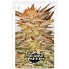 PARADISE SEEDS - ICE CREAM FEM - 5 SEEDS 