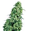 SENSI SEEDS - SKUNK#1 FEMINIZED - 5 SEEDS