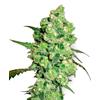 SENSI SEEDS - SUPER SKUNK FEMINIZED - 1 SEED