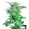 SENSI SEEDS - BIG BUD FEMMINIZZATA - 1 SEME
