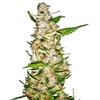 SENSI SEEDS - SKUNK #1 AUTOMATICA - 3 SEMI
