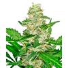 SENSI SEEDS - SUPER SKUNK AUTOMATICA - 3 SEMI