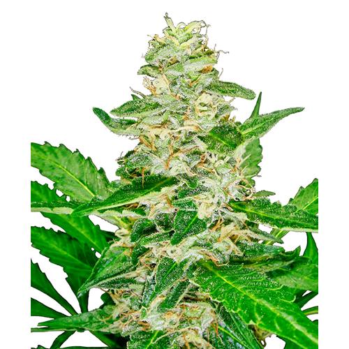 SENSI SEEDS - SUPER SKUNK AUTOMATICA - 10 SEMI