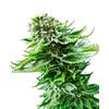 SENSI SEEDS - NORTHERN LIGHTS AUTOMATICA - 3 SEMI