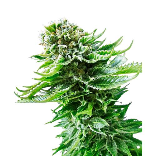 - NEW - SENSI SEEDS NORTHERN LIGHT AUTOMATIC - 3 SEEDS