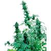 SENSI SEEDS - EARLY SKUNK FEMMINIZZATA - 3 SEMI
