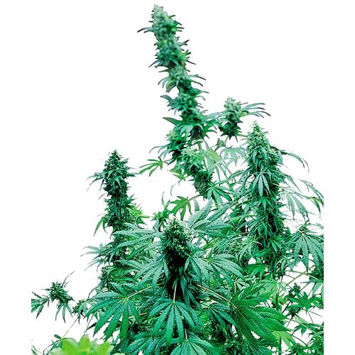 SENSI SEEDS - EARLY SKUNK FEMINIZED - 3 SEEDS