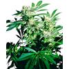 SENSI SEEDS - SKUNK KUSH FEMINIZED - 3 SEEDS