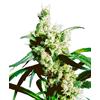 SENSI SEEDS - SILVER HAZE REGOLARE - 10 SEMI