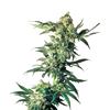 SENSI SEEDS - NORTHERN LIGHT FEMINIZED - 3 SEEDS
