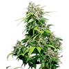SENSI SEEDS - CALIFORNIA INDICA REGOLARE - 10 SEMI