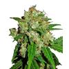 SENSI SEEDS - SENSI SKUNK FEMMINIZZATA - 3 SEMI