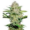 SENSI SEEDS SENSI SKUNK AUTOMATIC - 3 SEEDS