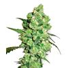 SENSI SEEDS - SUPER SKUNK REGOLARE - 10 SEMI