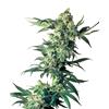 SENSI SEEDS - NORTHERN LIGHTS REGOLARE - 10 SEMI