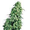 SENSI SEEDS - SKUNK #1 REGOLARE - 10 SEMI