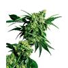 SENSI SEEDS - MR.NICE G13 X HASH PLANT REGULARE - 10 SEMI