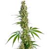 SENSI SEEDS - EAGLE BILL REGOLARE - 10 SEMI 