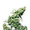 SENSI SEEDS - JAMAICAN PEARL REGOLARI - 10 SEMI 