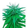 SENSI SEEDS - RUDERALIS INDICA REGOLARE - 10 SEMI 