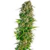 SENSI SEEDS - HINDU KUSH AUTOMATICA - 3 SEMI