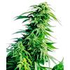 SENSI SEEDS - HINDU KUSH FEMMINIZZATA - 3 SEMI