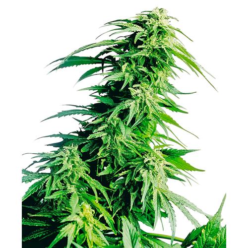 SENSI SEEDS - HINDU KUSH FEMMINIZZATA - 10 SEMI