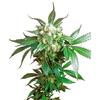 SENSI SEEDS - BLACK DOMINA FEMINIZED - 5 SEEDS