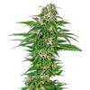 SENSI SEEDS - EARLY SKUNK AUTOMATICA - REDUX SERIES - 3 SEMI