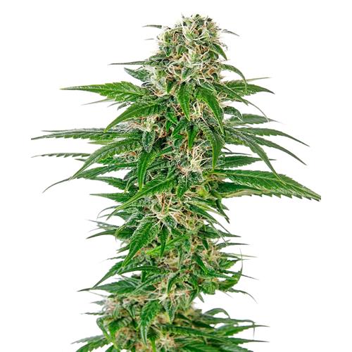 SENSI SEEDS - EARLY SKUNK AUTOMATICA - REDUX SERIES - 10 SEMI
