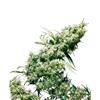 SENSI SEEDS - JAMAICAN PEARL FEMMINIZZATA - REDUX SERIES - 3 SEMI
