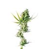 SENSI SEEDS - DURBAN FEMINIZED - 10 SEEDS