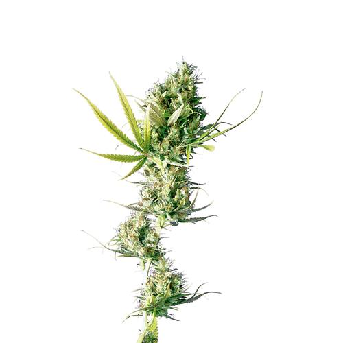 SENSI SEEDS - DURBAN FEMMINIZZATA - REDUX SERIES -5 SEMI