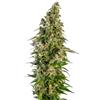 SENSI SEEDS - AFGHANI #1 AUTOMATICA - REDUX SERIES - 3 SEMI