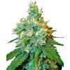 SENSI SEEDS - JACK HERER FEMMINIZZATA - REDUX SERIES - 3 SEMI