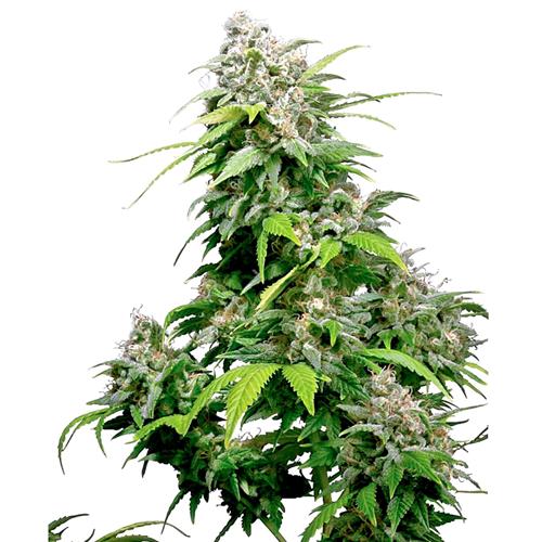 SENSI SEEDS - CALIFORNIA INDICA FEMMINIZZATA - REDUX SERIES - 3 SEMI