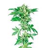 SENSI SEEDS - AFGHANI #1 FEMMINIZZATA - REDUX SERIES - 1 SEME