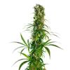 SENSI SEEDS - MICHKA REGOLARE LIMITED EDITION - 10 SEMI