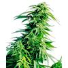 SENSI SEEDS - HINDU KUSH REGOLARE - 10 SEMI