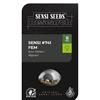 SENSI SEEDS - SENSI #741 FEM - 3 SEMI