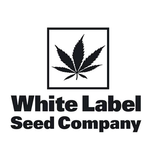 WHITE LABEL - PURPLE BUD FEMINISED - 10 SEEDS