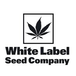 WHITE LABEL - PURPLE BUD FEMMINIZZATA - 5 SEMI