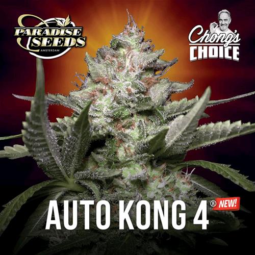 PARADISE SEEDS - AUTO KONG 4 - BULK 500 SEEDS 
