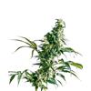 SENSI SEEDS - NORTHERN LIGHT FEMMINIZZATA - 1 SEME