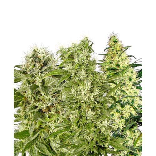 SENSI SEEDS - FEMINIZED MIX - 20 SEEDS