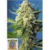 SWEET SEEDS - SAD SWEET AFGANI DELICIOUS AUTO - 3+1 SEMI 