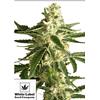 WHITE LABEL - WHITE DIESEL HAZE AUTOMATICA - 5 SEMI